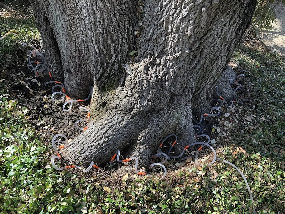 Detailed Tree Cabling and Bracing job site in Kurtistown