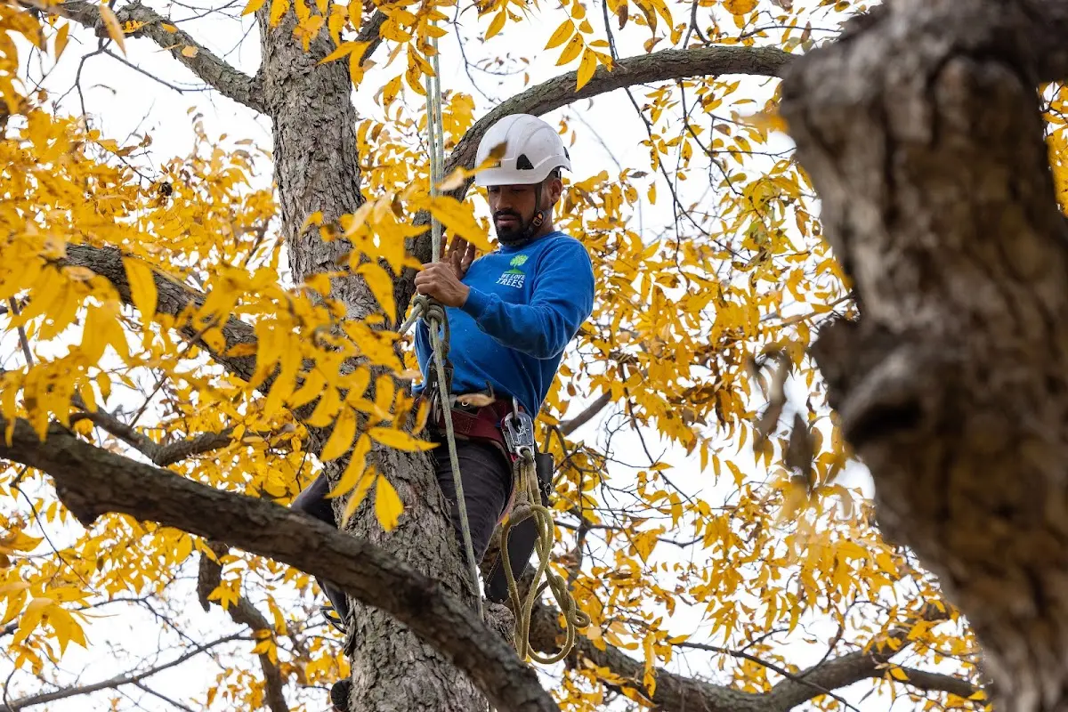 Skilled Tree Planing crew working in Kurtistown